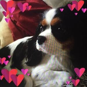 Meet your Posher, Kelly fair